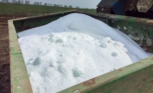 Ціни на добрива скорочують рентабельність пшениці: світовий ринок зерна чекають зміни