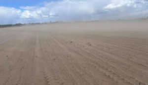 Суховій на полі