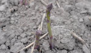 На Черкащині через весняні заморозки обмерзли насадження спаржі
