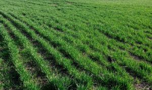 Господарство на Одещині вирощує лише озимі культури, зокрема й зимуючий горох