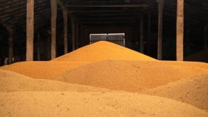Ціни на збіжжя: в Україні подешевшали кукурудза, пшениця 3 класу та соя на умовах FCA