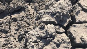 Весняні заморозки і зливи ставатимуть частішими: що прогнозують кліматологи