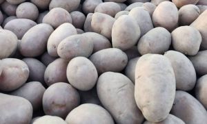 Ціни на торішню картоплю в Україні почали поступово зростати