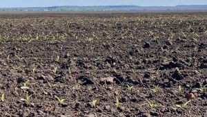 В агрокомпанії на Одещині збільшили озимий клин і пересіяли частину ріпаку кукурудзою