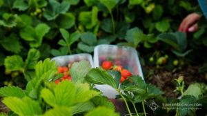 Заморозки стають структурним ризиком для ягідництва: про втрати сезону 2026 та захист звітували ягідники