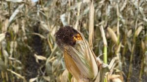 Собівартість вирощування кукурудзи може зрости на 13%