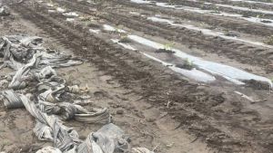 На Черкащині злива змила розсаду кавунів: збитки господарства перевищили 100 тис. грн