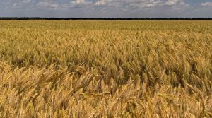 Жнива ячменю стартують за декілька тижнів в Агрейн на площі 7 тис.га