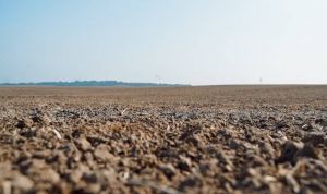 Як підвищити доступність фосфору для рослин: названо 6 ключових чинників