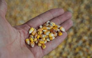 Ціна на кукурудзу на українському ринку істотно просіла — до 217 $/т на умовах DAP-порт