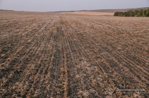 Середня вартість гектара сільгоспземлі на Івано-Франківщині досягла 284 тис. грн