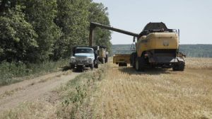 На Вінниччині розпочали збирати озимий ячмінь: очікують урожайність 5,5 т/га