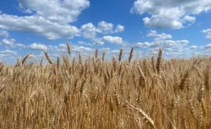 На Харківщині випало 5-50% декадної норми опадів — вже є перші ознаки посухи на озимині