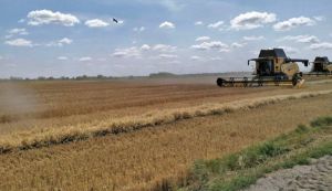 Жнива-2026 на Волині: озимий ячмінь дає понад 5 т/га, але спека може погіршити якість зерна 