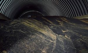 Україна може зміцнити позиції на ринку ріпаку завдяки скороченню експорту конкурентів