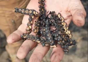 На Запоріжжі аграрії скорочують посіви через атаки FPV-дронів і мінування полів