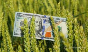 В якому стані посіви в регіонах, якого урожаю очікувати та які можливі логістичні ризики, розповіли аналітики