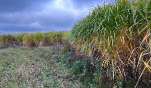 На Житомирщині вклали понад $1 млн у вирощування міскантусу: культура вже відновлює деградовані ґрунти
