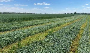 Попит на силосні гібриди кукурудзи зростає після посушливих сезонів