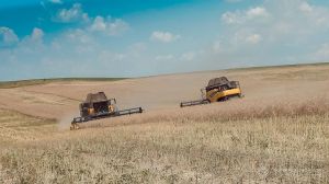 На Івано-Франківщині завершено жнива ранніх культур: урожайність ріпаку 3,02 т/га, пшениці 5,52 т/га