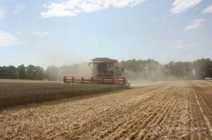 На Тернопільщині завершено жнива ранніх культур: урожайність ячменю зросла з 6,1 т/га до 6,5 т/га
