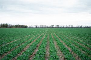 Озимий ріпак по strip-till
