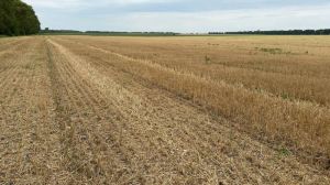 Аграрії Хмельниччини зібрали ранні зернові з урожайністю 7,1 т/га — найвищою по країні
