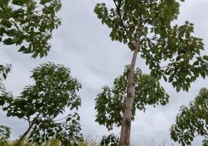 Науковець пояснив, чому павловнія не приносить прибутку на сході України