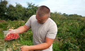 Олександр Олійник здбирає малину на власній плантації