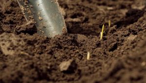 До 30-50 кг азоту та додаткова мобілізація фосфору: фахівці назвали економічний потенціал біопрепаратів