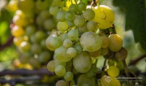В окупованому Криму 1,3 млн кущів винограду існували лише на папері