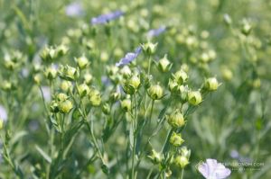 В LANDEX AGRO отримали урожайність льону 1,2 т/га та планують збільшити площі до 4 тис. га