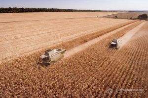 Жнива 2026 кукурудзи продовжуються: зібрано 13% з середньою врожайністю 5,9 т/га
