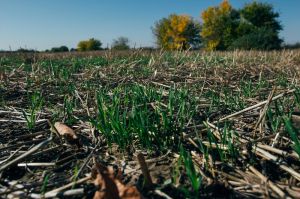 Пшениця посіяна за технологією no-till