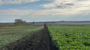Вінницька область лідирує за збором цукрових буряків в Україні — 399,8 тис. тонн