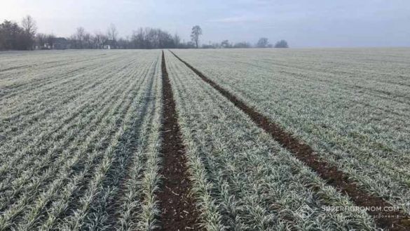 Температурні гойдалки є головним ризиком для озимих