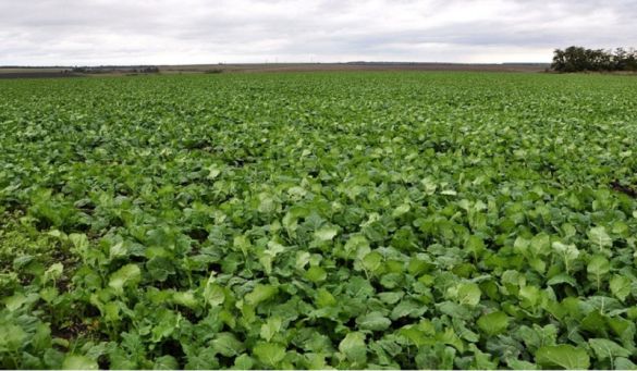 Посіви ріпаку