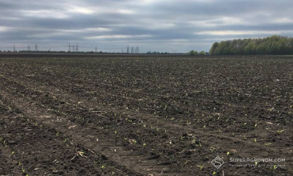 Пошкодження заморозками сходів кукурудзи