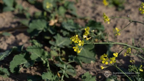Як погодні умови квітня вплинули на озимі та цукрові буряки розповіли аграрії