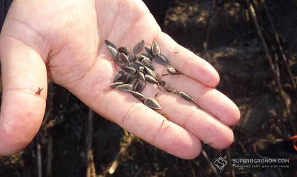 На «згорілих» від посухи полях Миколаївщини олійність соняшнику не перевищила 46%