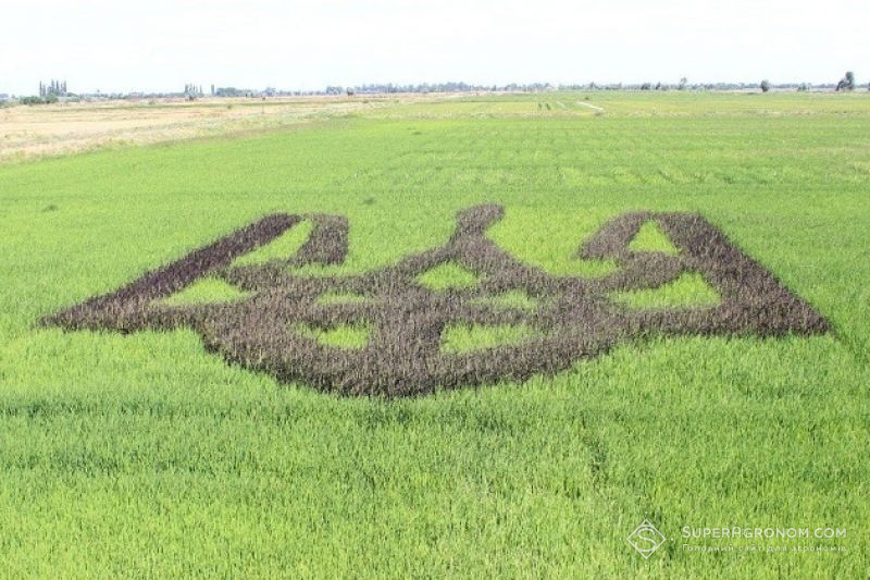Аграрії Херсонщини висадили рекордний за розміром тризуб із рису