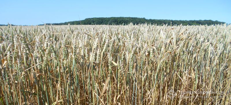Чернігівські аграрії віддають перевагу зерновим культурам