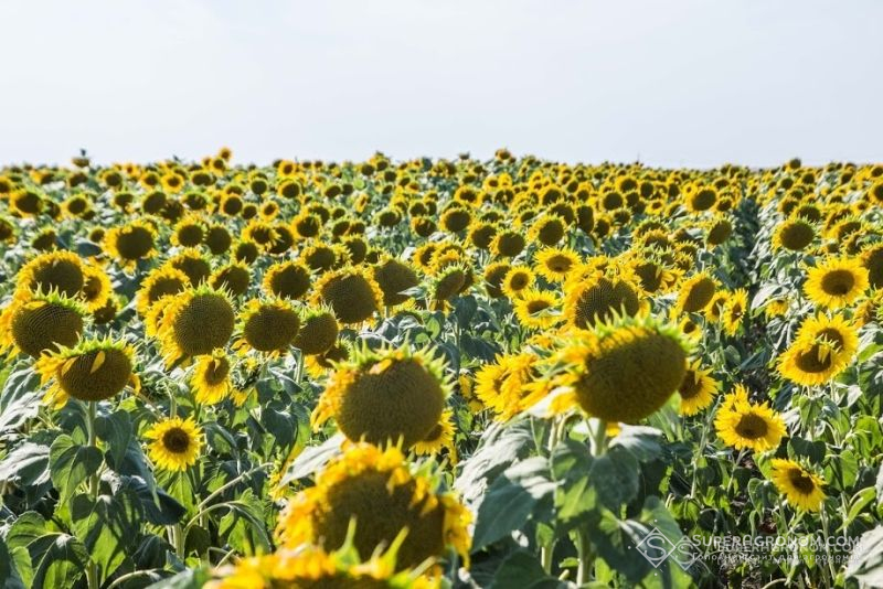 Виробництво соняшника в Україні за останні 20 років зросло більш ніж у 6 разів