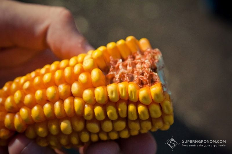 Нові гібриди восковидної кукурудзи від DuPont Pioneer отримані за оригінальною генетичною технологією
