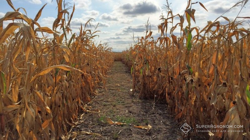 Вчені дійшли висновку щодо неефективності внесення добрив в рядки при посіві кукурудзи