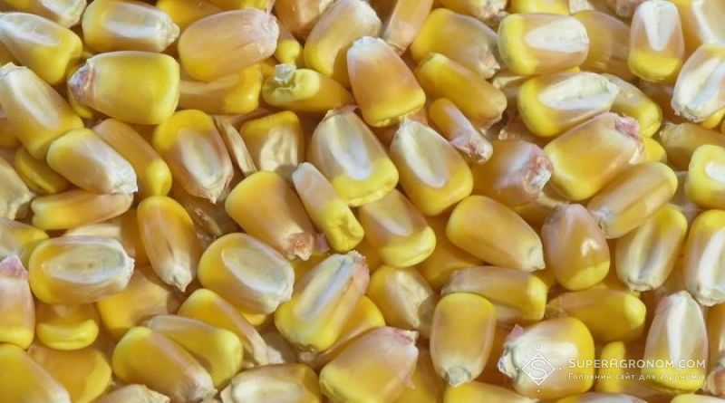 Урожай зернових перевищить минулорічний завдяки кукурудзі