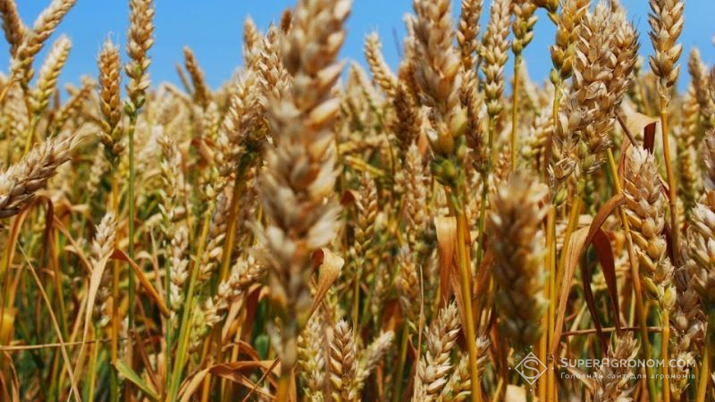 На Полтавщині висіяли вітчизняні сорти озимої пшениці