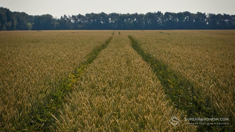 Аграрії Чернігівщини віддають перевагу сортам зернових інтенсивного типу