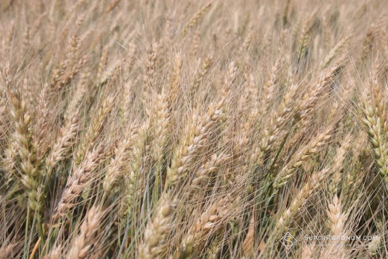Україна очікує 63 млн т урожаю зернових