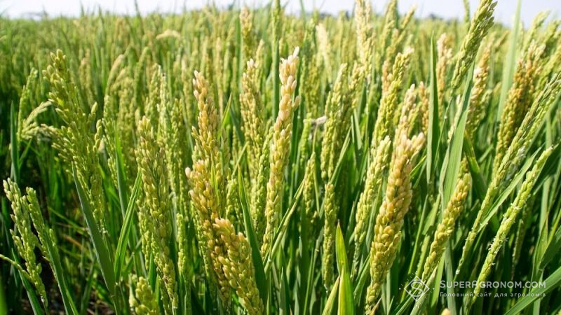 В Китаї встановлено рекорд врожайності рису